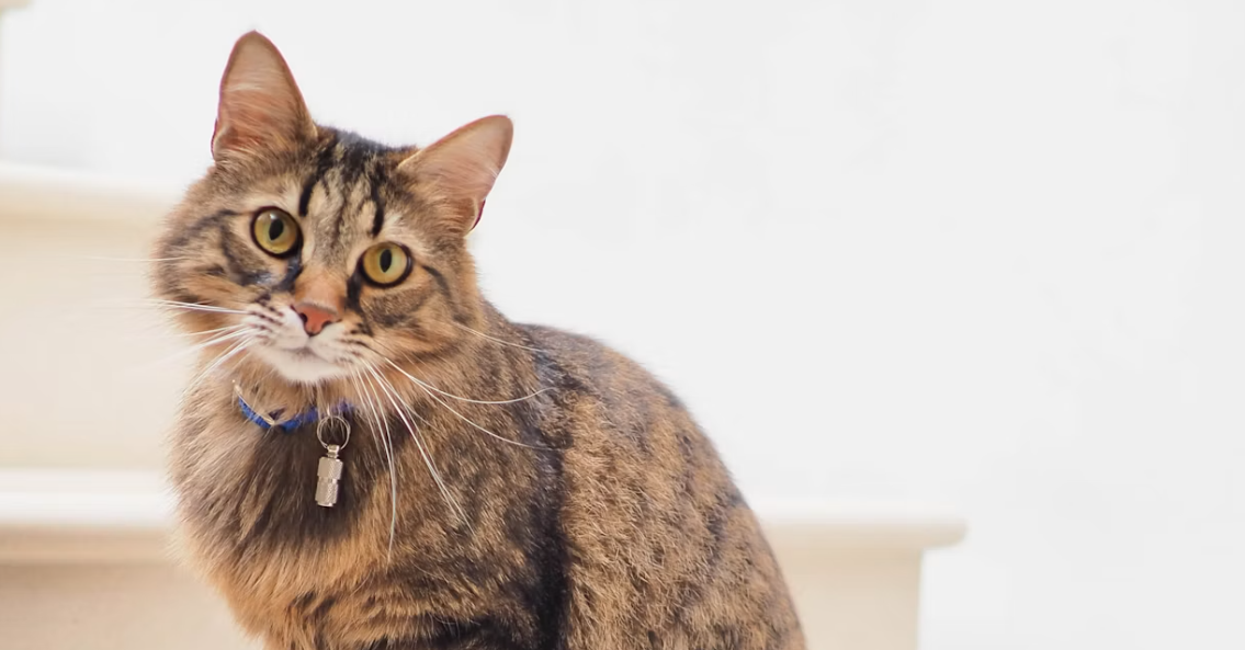 Jangan Sampai Salah! Ini Panduan Merawat Kucing agar Sehat, Aktif, dan Nyaman